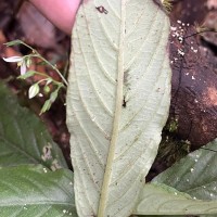 Championia reticulata Gardner